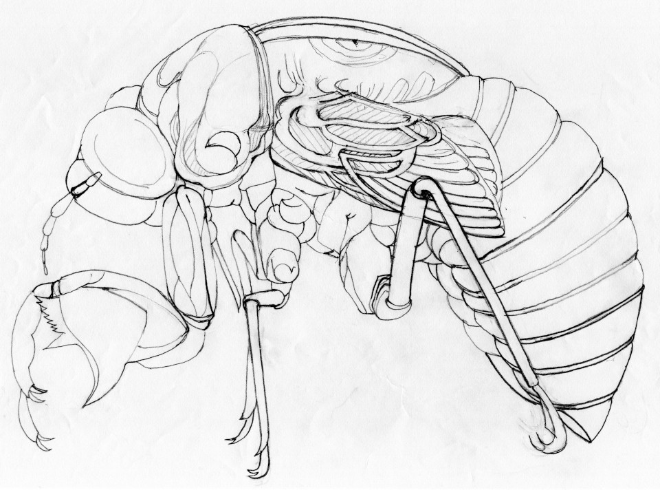 cicada_mold_drawing_image