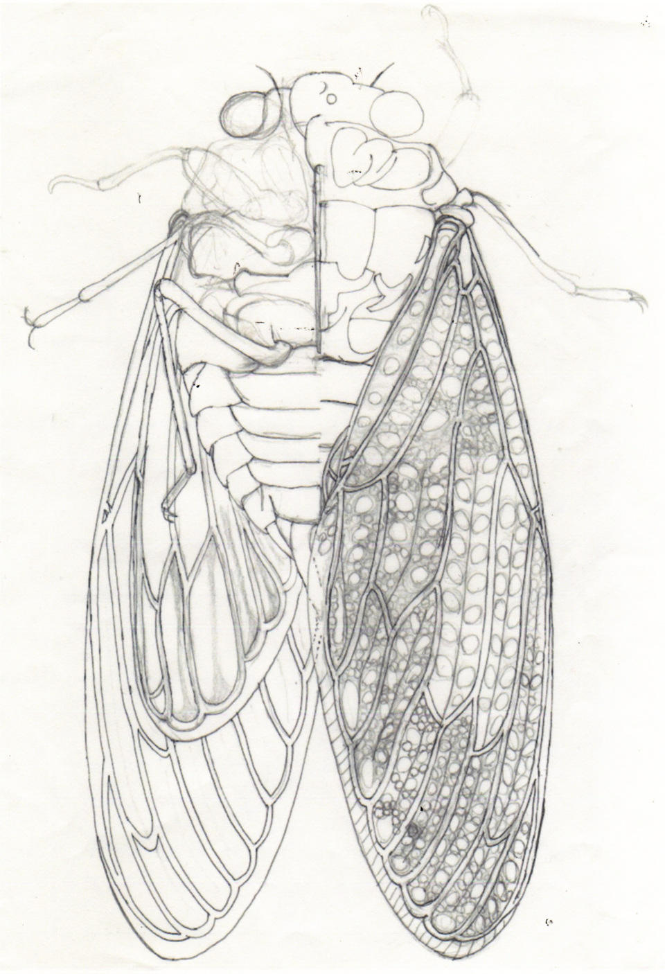 cicada_drawing_image